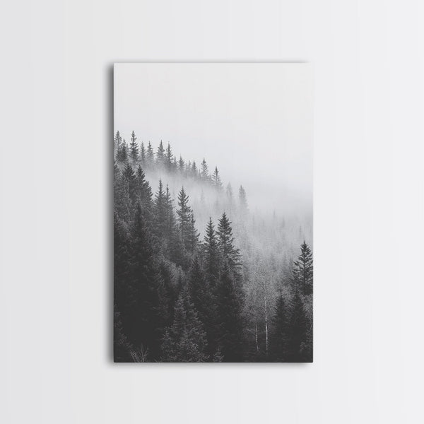 Misty Forest, Pine Trees, Foggy Morning